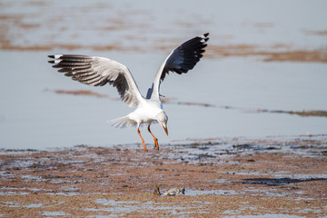 Southern Royal Albatross