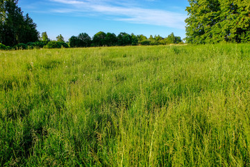 Fototapeta premium beautiful green meadow with summer flowers near forest in warm summer day