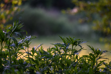 fresh green foliage tree leaves in morning light against blur background