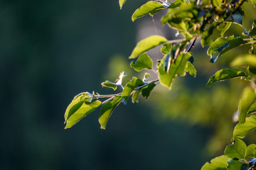 fresh green foliage tree leaves in morning light against blur background