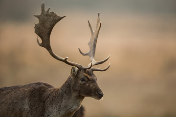 Fallow deer, Dama dama