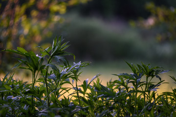 fresh green foliage tree leaves in morning light against blur background