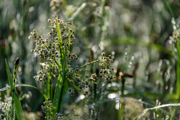 green foliage in summer with harsh shadows and bright sunlight
