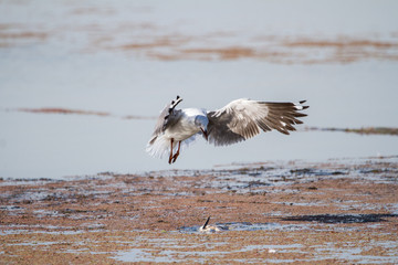 Southern Royal Albatross