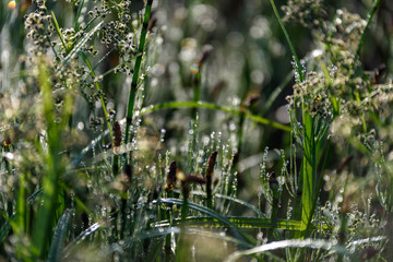 green foliage in summer with harsh shadows and bright sunlight