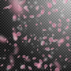 Sakura petals falling down. Romantic pink flowers 