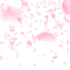 Sakura petals falling down. Romantic pink flowers 