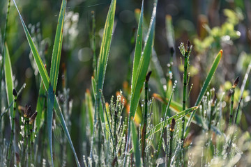green foliage in summer with harsh shadows and bright sunlight