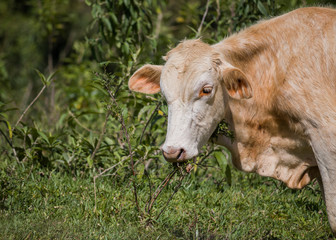 Naklejka na ściany i meble Close-up of a grazing cow