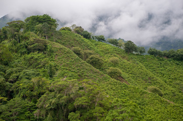 Obraz premium Landscape full of trees in the mountains of Santa Marta. Colombia .