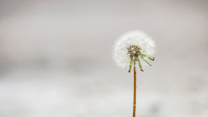 Obraz premium Close up of a single, perfect dandelion in full bloom against a bright and blurred background.
