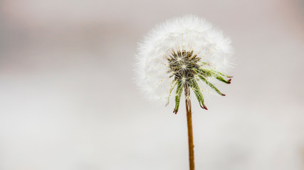 Macro of a single, perfect dandelion in full bloom set against a bright and blurred background.