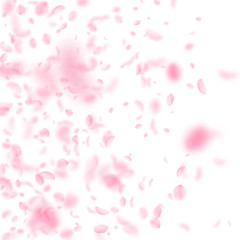 Sakura petals falling down. Romantic pink flowers 