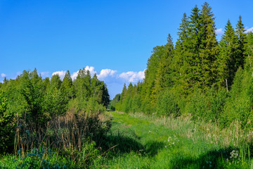 Fototapeta na wymiar beautiful green meadow with summer flowers near forest in warm summer day