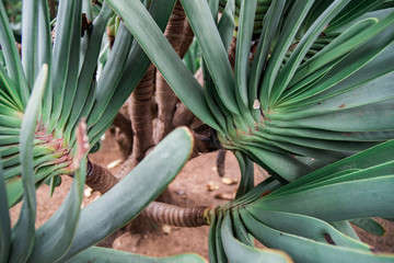 exotische pfalnzen auf den kanaren