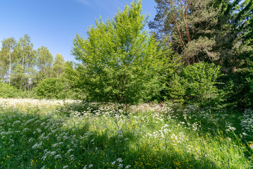 beautiful green meadow with summer flowers near forest in warm summer day