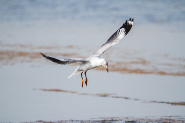 Southern Royal Albatross