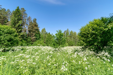 Obraz premium beautiful green meadow with summer flowers near forest in warm summer day