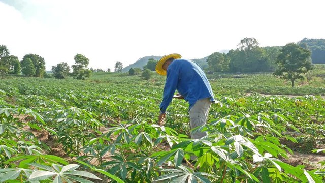 A farmer survey his cassava farm. IOT and Smart Farming concept.

