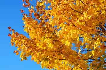 autumn, leaf, fall, tree, maple, leaves, nature, yellow, foliage, orange, season, forest, bright, red, color, branch, park, plant, abstract, colorful, golden, beauty, green, outdoors, sky