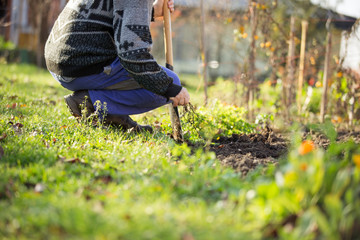 Man pulling out some weeds on his huge garden, clearing garden, gardening concept