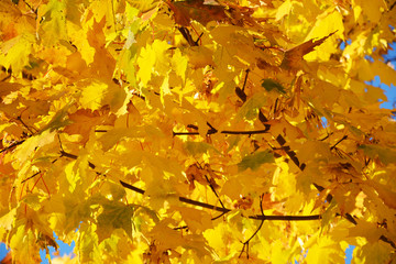 autumn, leaf, fall, tree, maple, leaves, nature, yellow, foliage, orange, season, forest, bright, red, color, branch, park, plant, abstract, colorful, golden, beauty, green, outdoors, sky