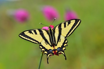 Papilio alexanor  527