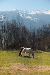 Two alone horses on mountain meadow