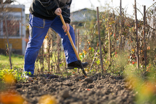 Man digging the garden soil with a spud, gardening concept (shallow DOF)