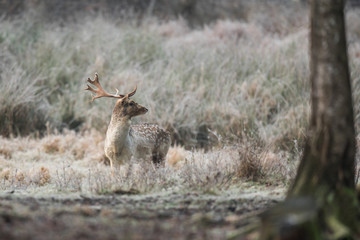 Fallow deer, Dama dama
