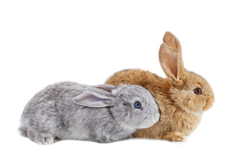 two rabbits  isolated on white background