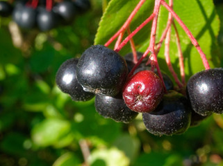 black chokeberry berries in summer macro