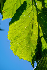 fresh green foliage tree leaves in morning light against blur background