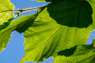 fresh green foliage tree leaves in morning light against blur background