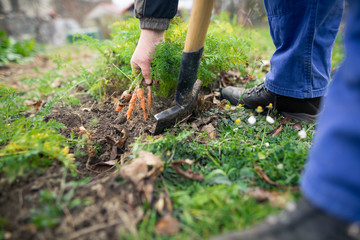 Fototapeta na wymiar Man harvesting fresh carrots from his garden, gardening concept