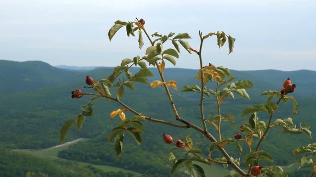 Spiny Rosa canina (dog rose) bush with orange berries against the background of wooded mountains and blue sky.