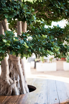 Bonsai green tree at the Denia Spain