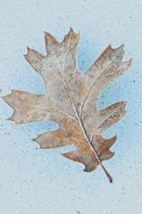 Fototapeta premium autumn leaf on a snow background