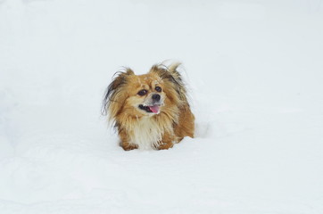 little fluffy dog ​​in the snow