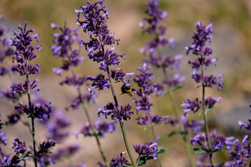 Fototapeta premium lilac lavandish plants in summer