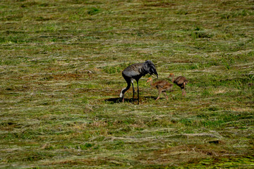 crane with young on the meadow