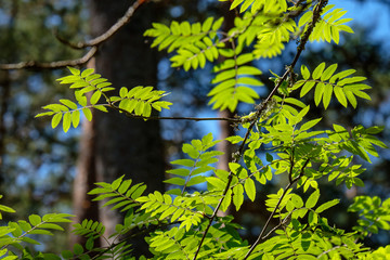 fresh green foliage tree leaves in morning light against blur background