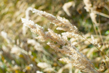 Field grass fall background