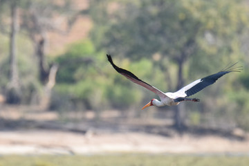 Yellow-billed stork