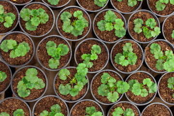 Pelargonium, geranium or storksbill seedlings in plant pots in greenhouse