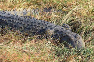 Nile crocodile