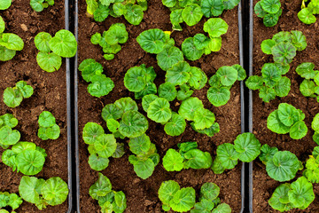 Begonia plant seedlings in baskets replanted in the greenhouse
