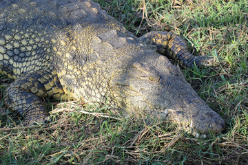 Nile crocodile
