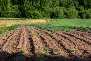 Fototapeta na wymiar freshly cultivated agriculture fields ready for growing