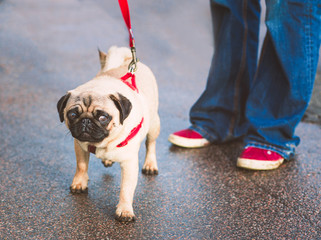 cute young pug on a red leash or lead next to his owner wearing jeans and red shoes with a white trim outside on a slightly wet road. The dog has a slightly surprised expression